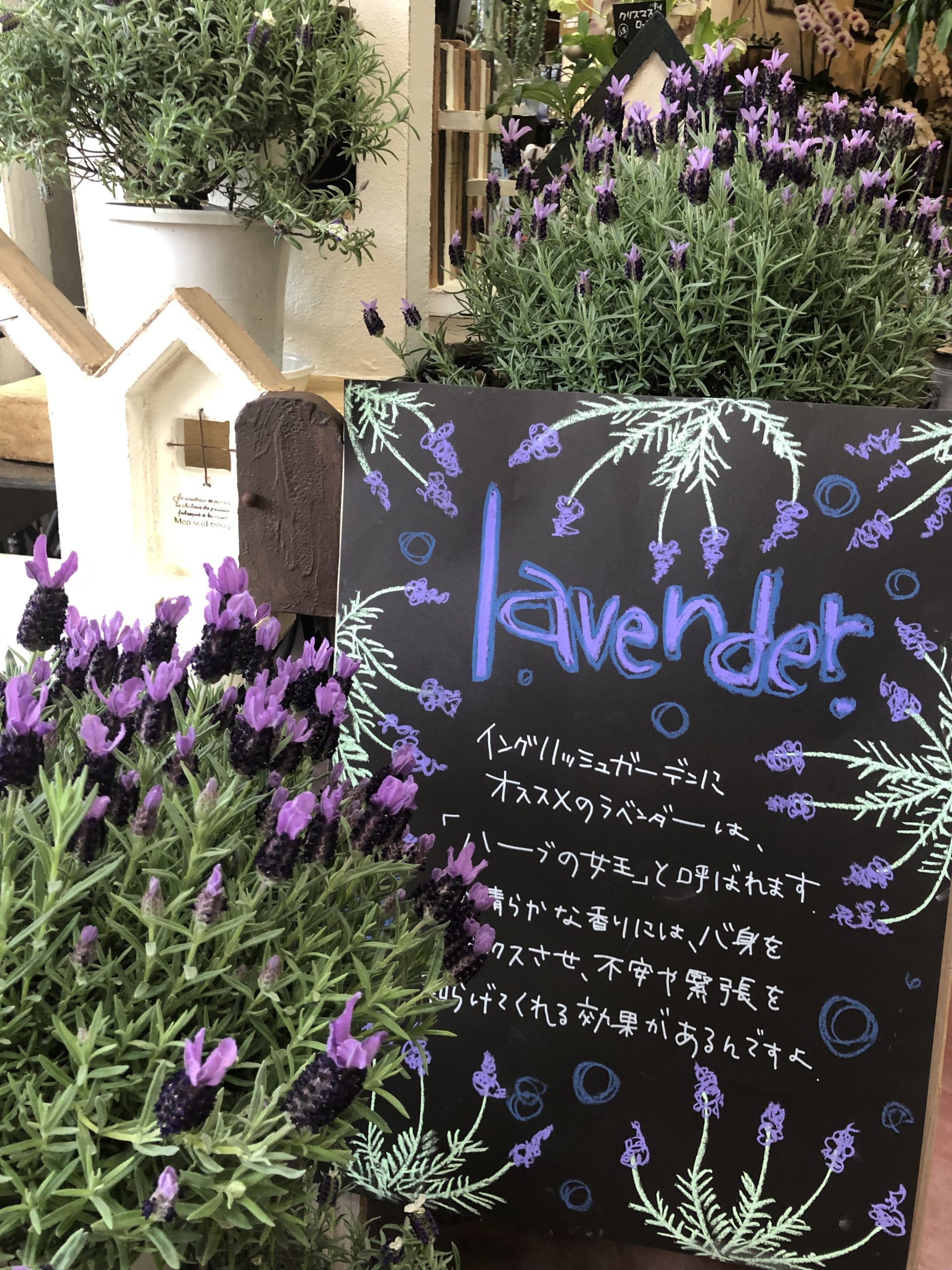 ハーブの女王 彡 福井のフラワーショップ 開花園
