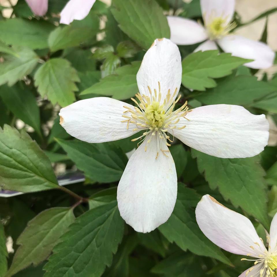 大人気のつる性植物…「クレマチス・モンタナ系」 – 福井のフラワーショップ「開花園」