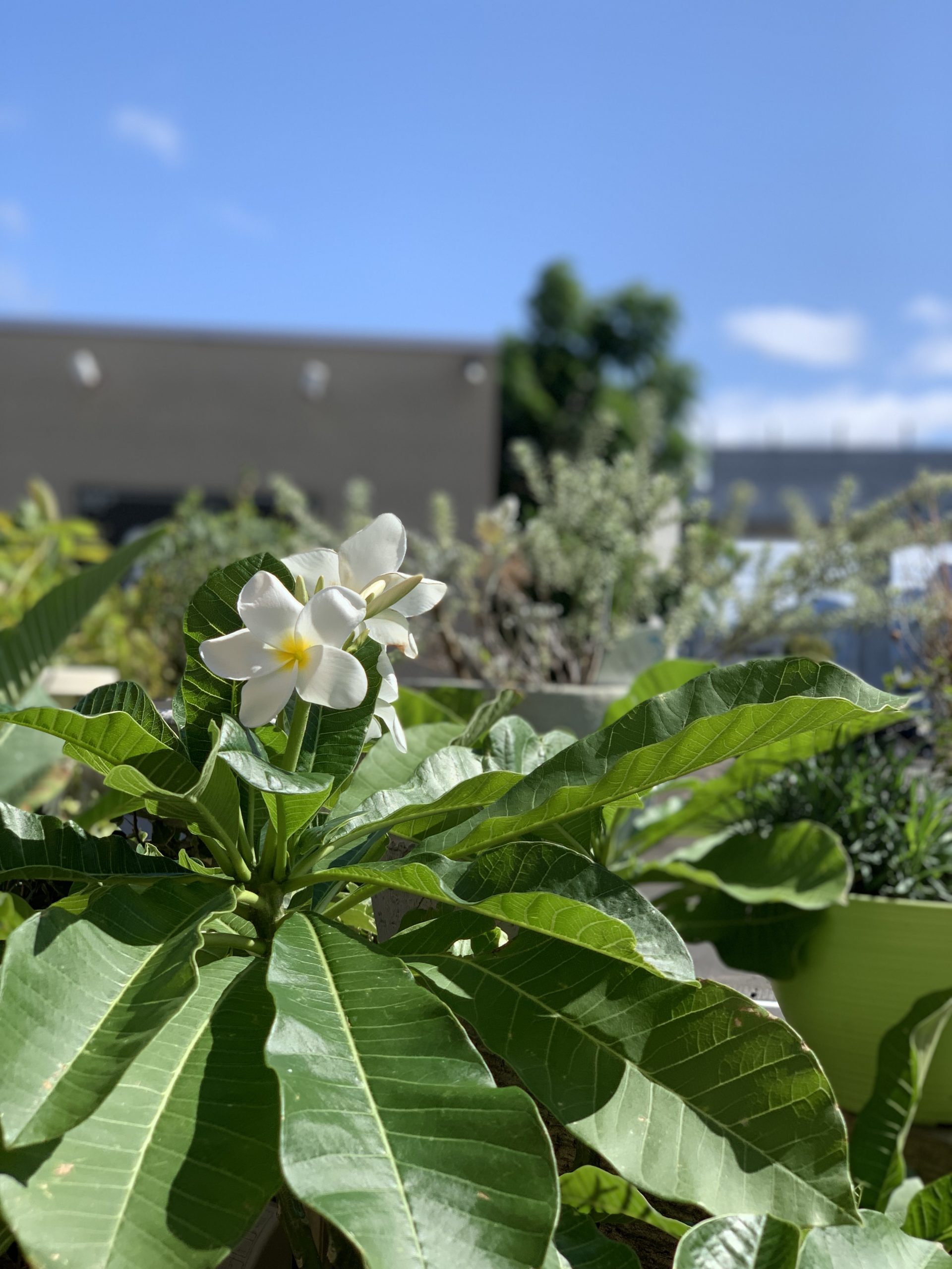 本店で季節のお花が咲き始めまし…