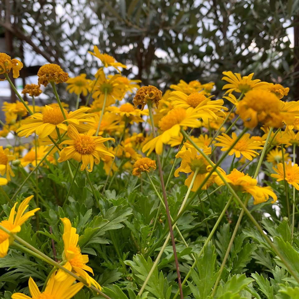 愛らしい黄色の花で庭を彩る ユリオプスデージー 福井のフラワーショップ 開花園