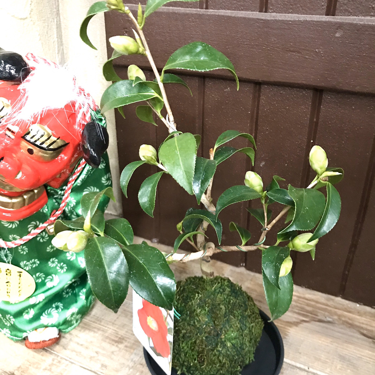 お正月飾りにもなる縁起物 苔玉 – 福井のフラワーショップ「開花園」