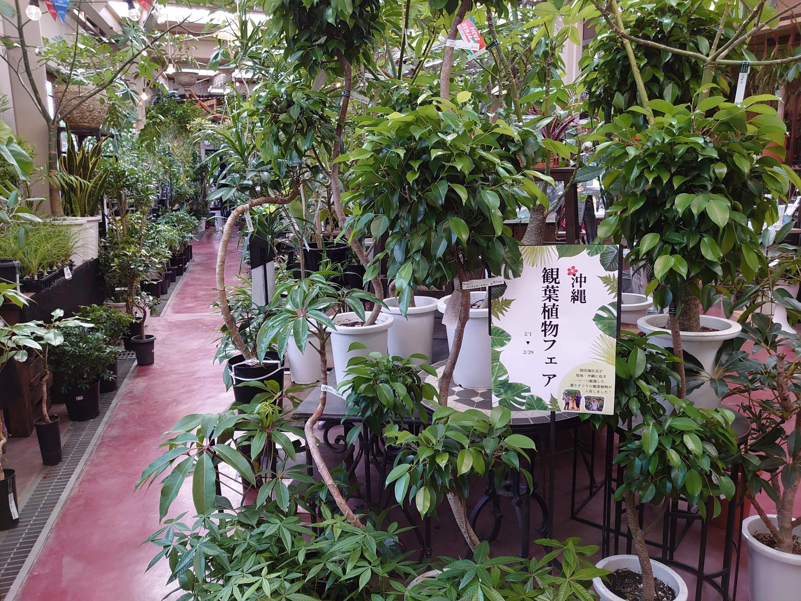 沖縄 観葉植物フェア開催 福井のフラワーショップ 開花園
