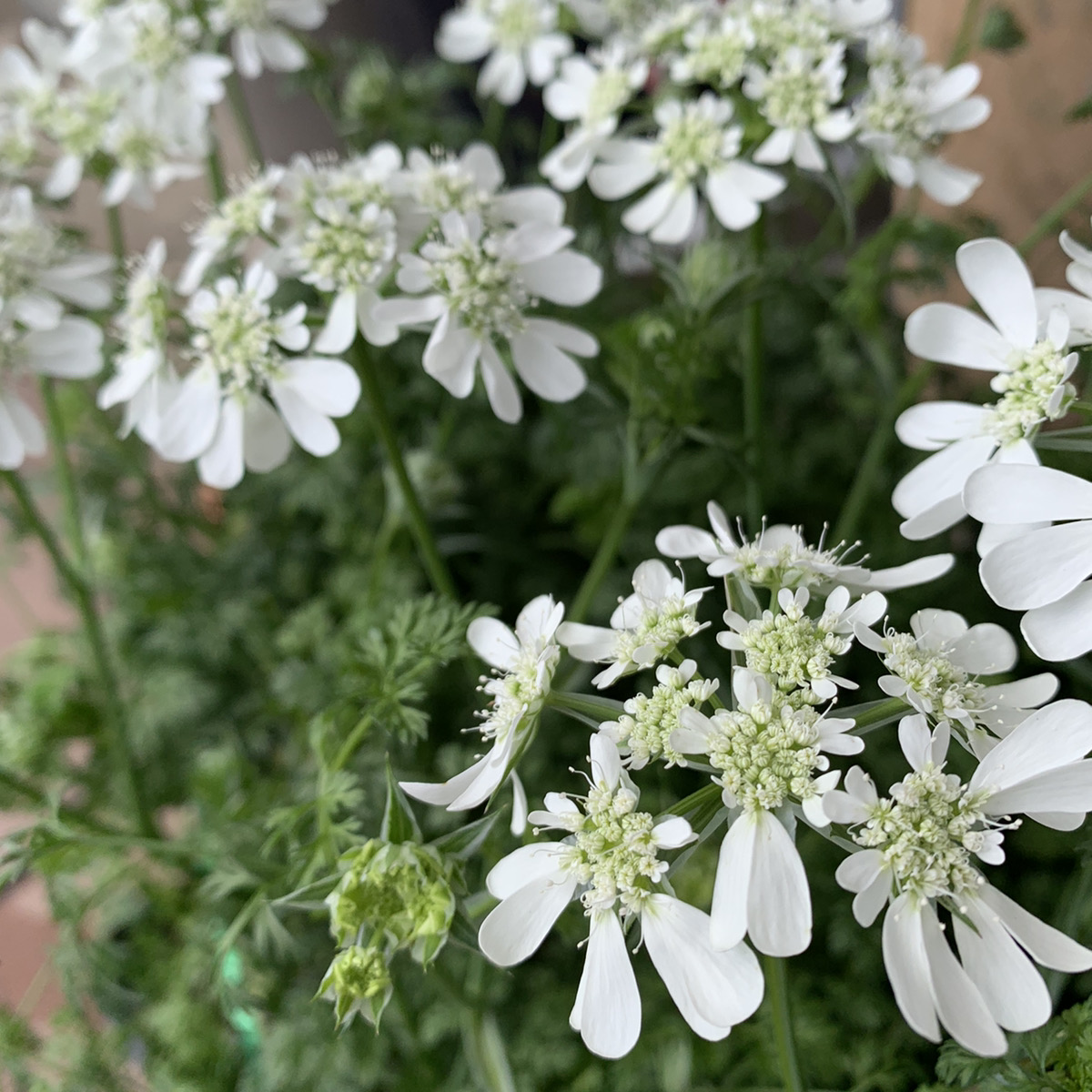 白いレースのような繊細な花 オルレア 福井のフラワーショップ 開花園