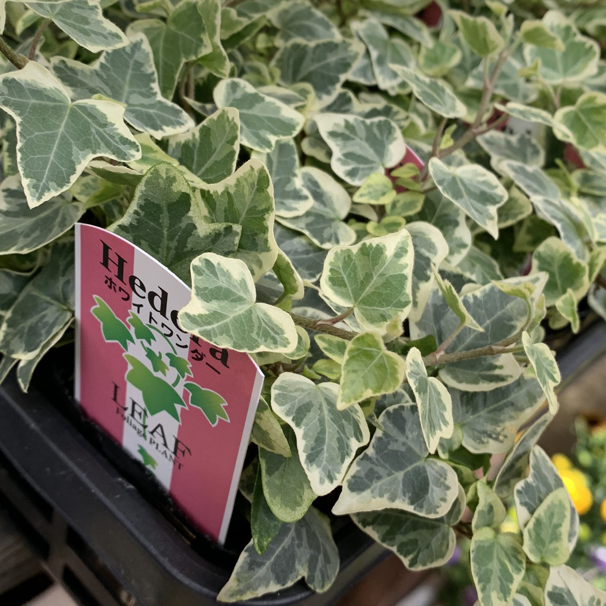 ハート型の葉が特徴 アイビー ホワイトワンダー 福井のフラワーショップ 開花園