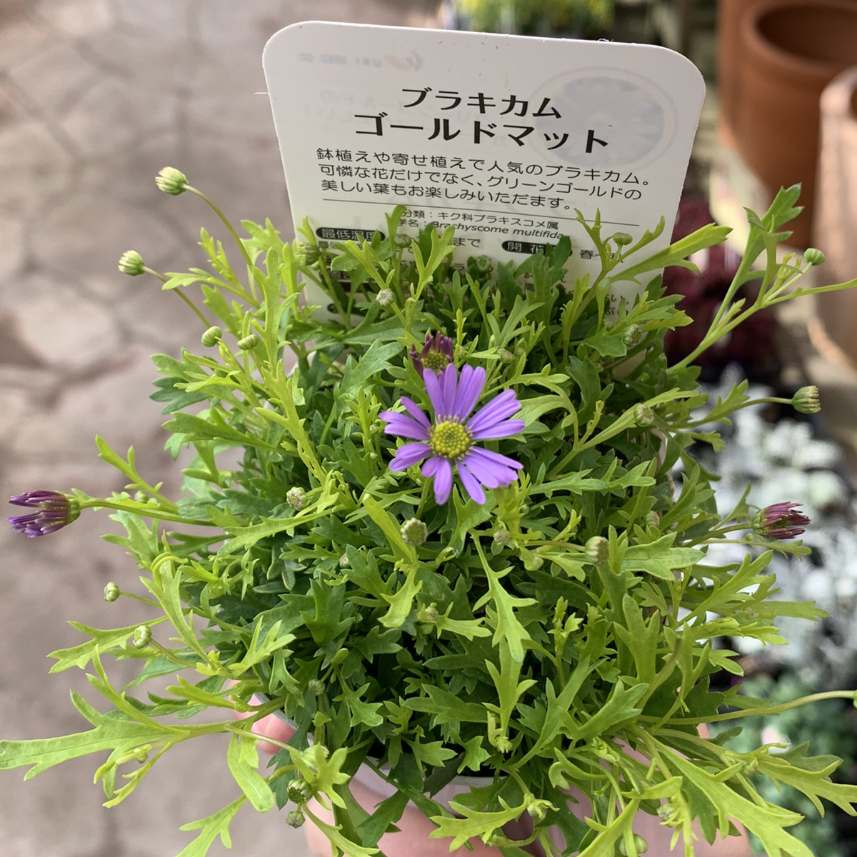 小さな花が可愛らしい ブラキカム ゴールドマット 福井のフラワーショップ 開花園
