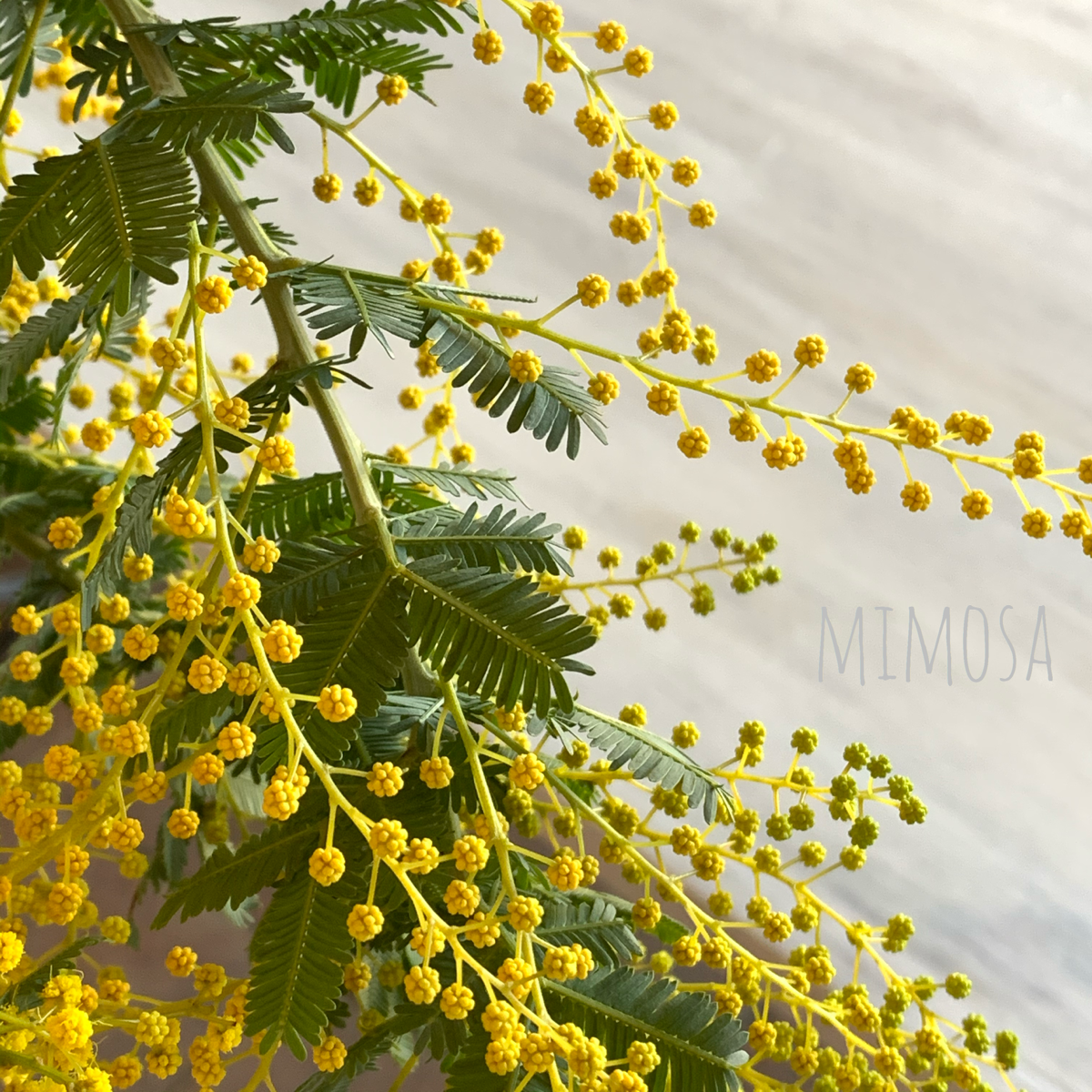 黄色いポンポンが可愛い花 ミモザ 福井のフラワーショップ 開花園