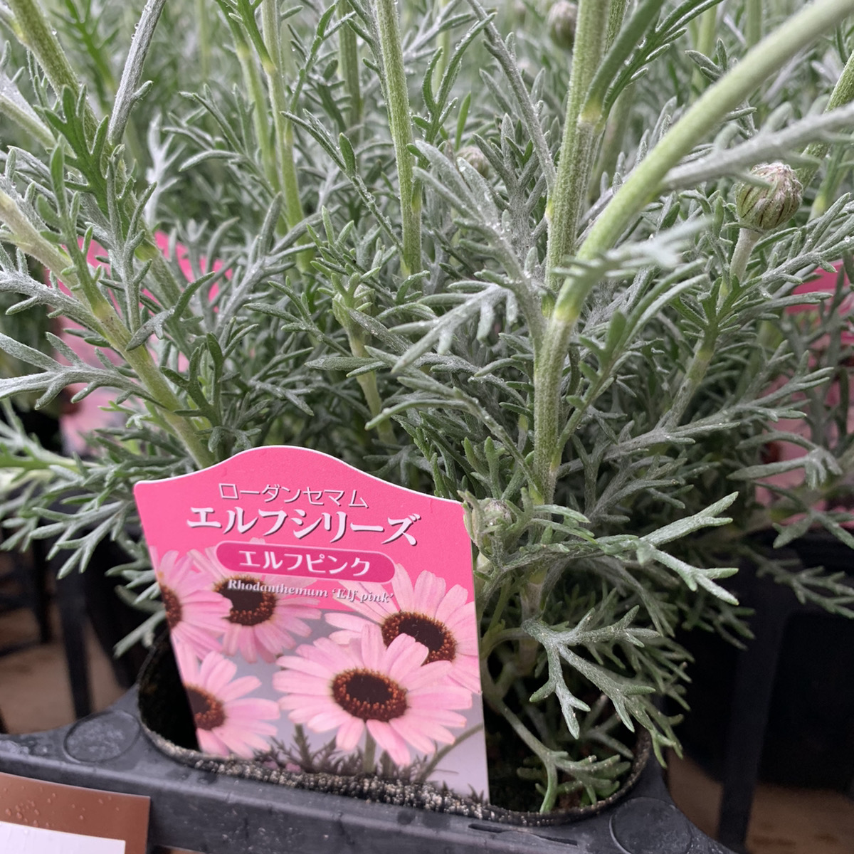 ふんわり淡い色の花 ローダンセマム エルフピンク 福井のフラワーショップ 開花園