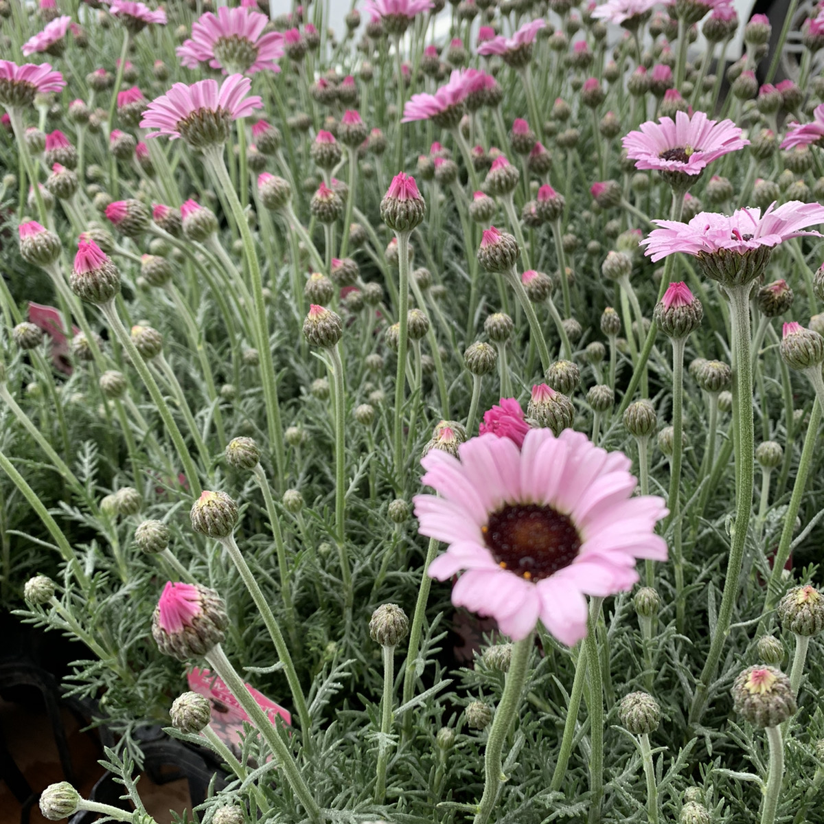 ふんわり淡い色の花 ローダンセマム エルフピンク 福井のフラワーショップ 開花園