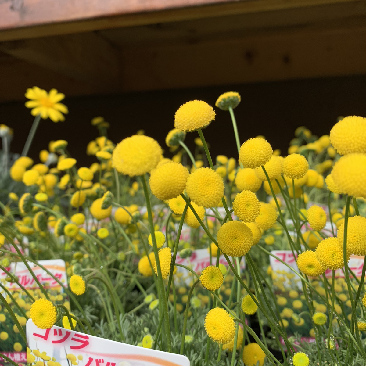 ポンポンみたいな花 コツラバルバータ 福井のフラワーショップ 開花園