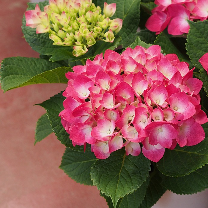 鮮やかなピンクが可愛い 紫陽花 バスタイ 福井のフラワーショップ 開花園