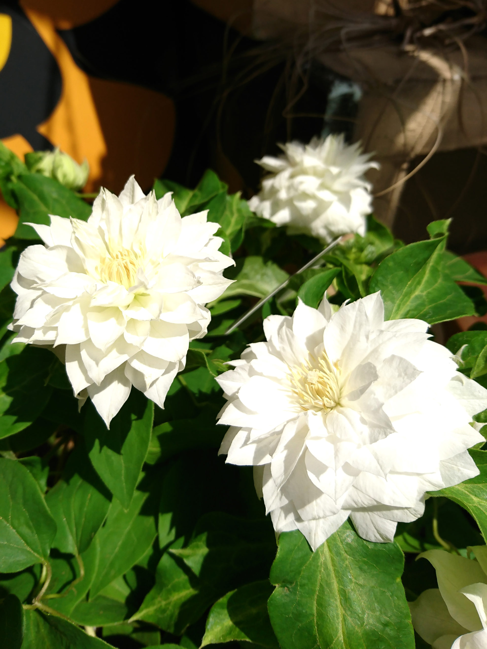 白大輪八重咲きのクレマチス エジンバラ 福井のフラワーショップ 開花園