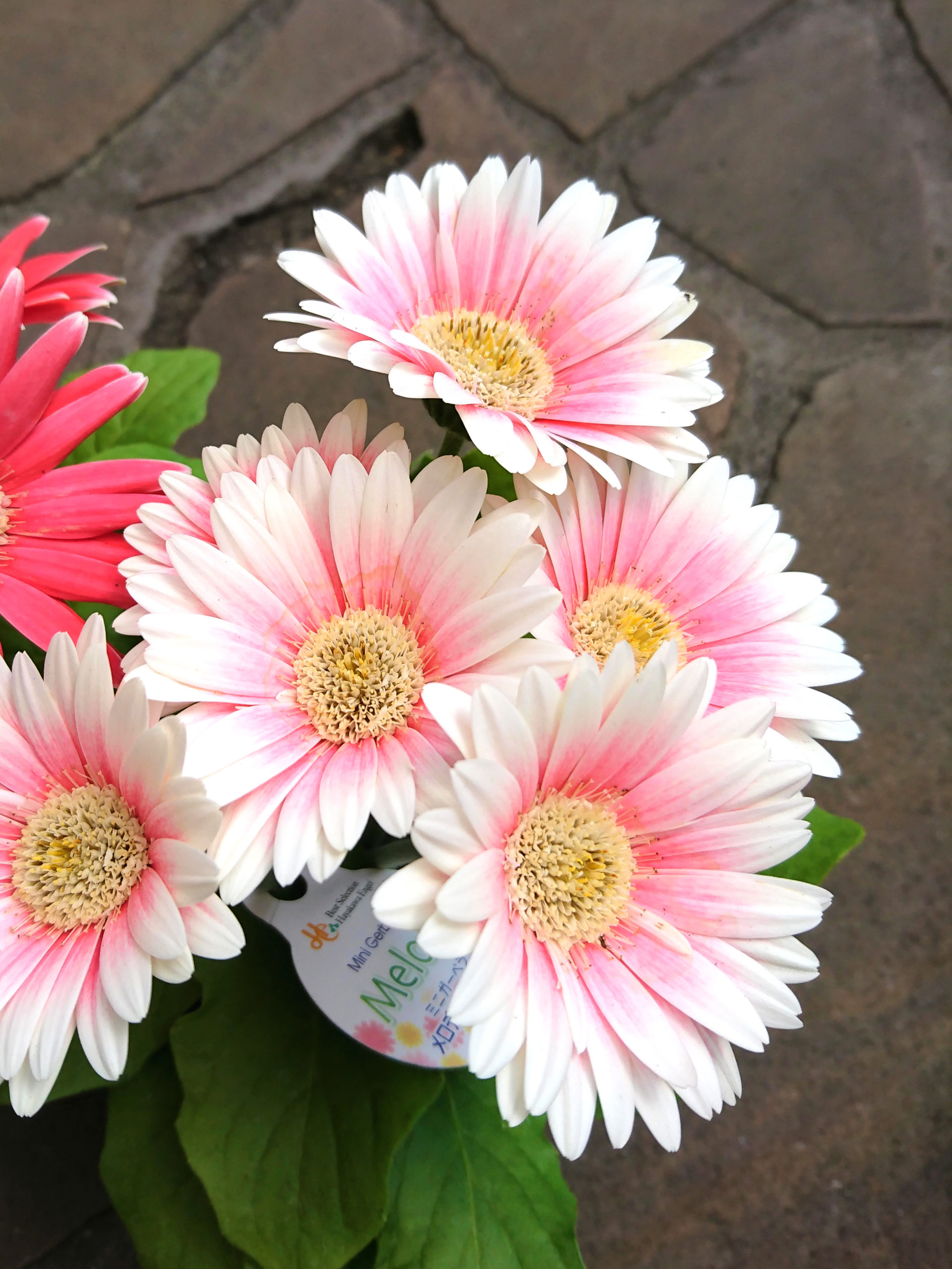 大きな花が魅力のガーベラ メロディー 福井のフラワーショップ 開花園