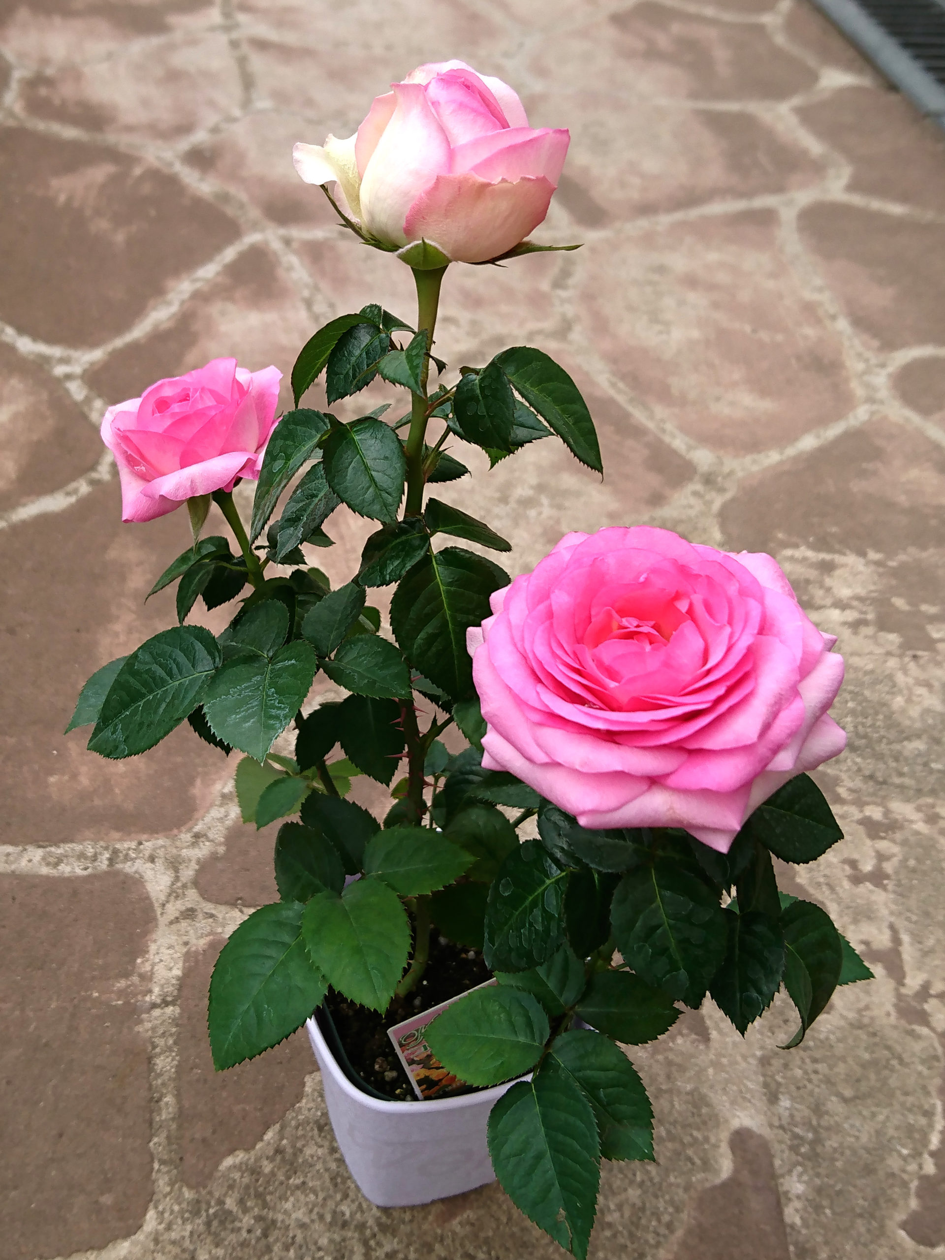 優しい色合いのバラ『アンティーケコルダナ』 – 福井のフラワーショップ「開花園」