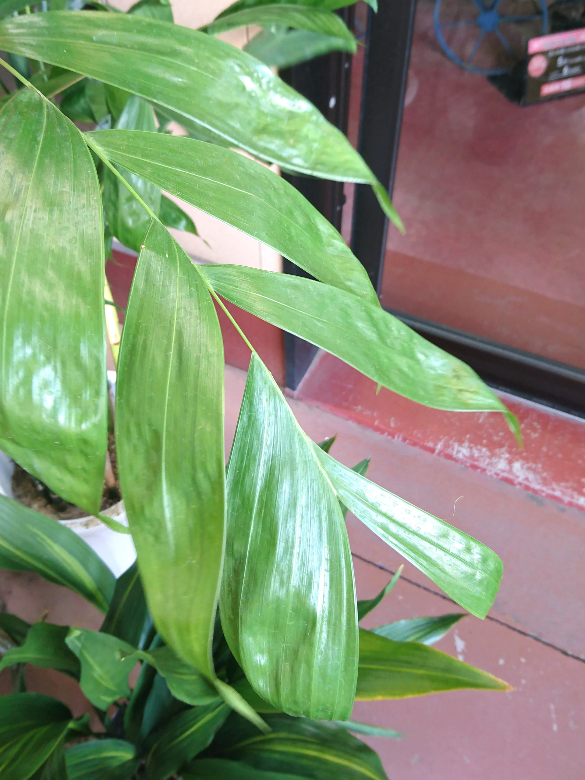 竹のような茎の高性チャメドレア 福井のフラワーショップ 開花園