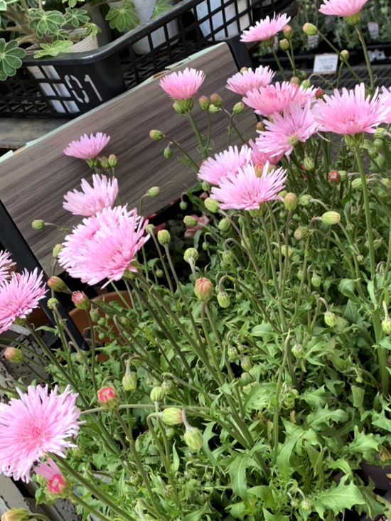 ピンク色のタンポポのような クレピスルブラ 福井のフラワーショップ 開花園