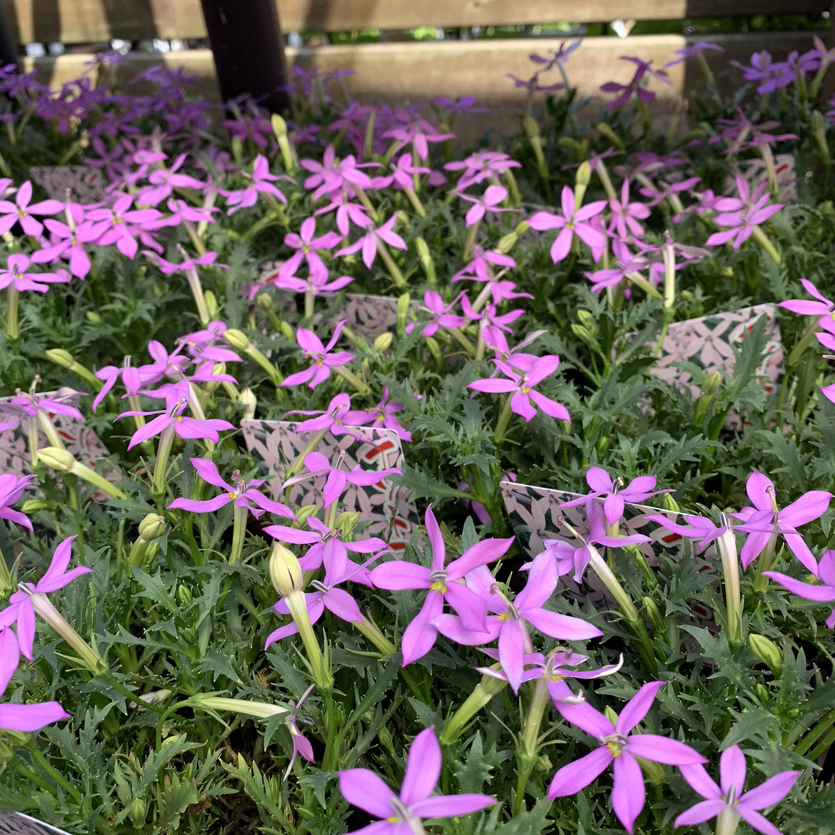 青紫の星型の花 イソトマ 桃華 福井のフラワーショップ 開花園