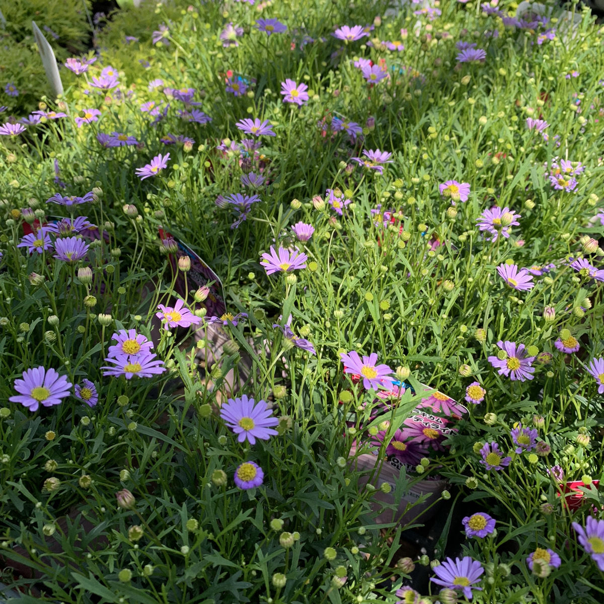 小さい可憐な紫の花 ブラキカム モーデライト 福井のフラワーショップ 開花園