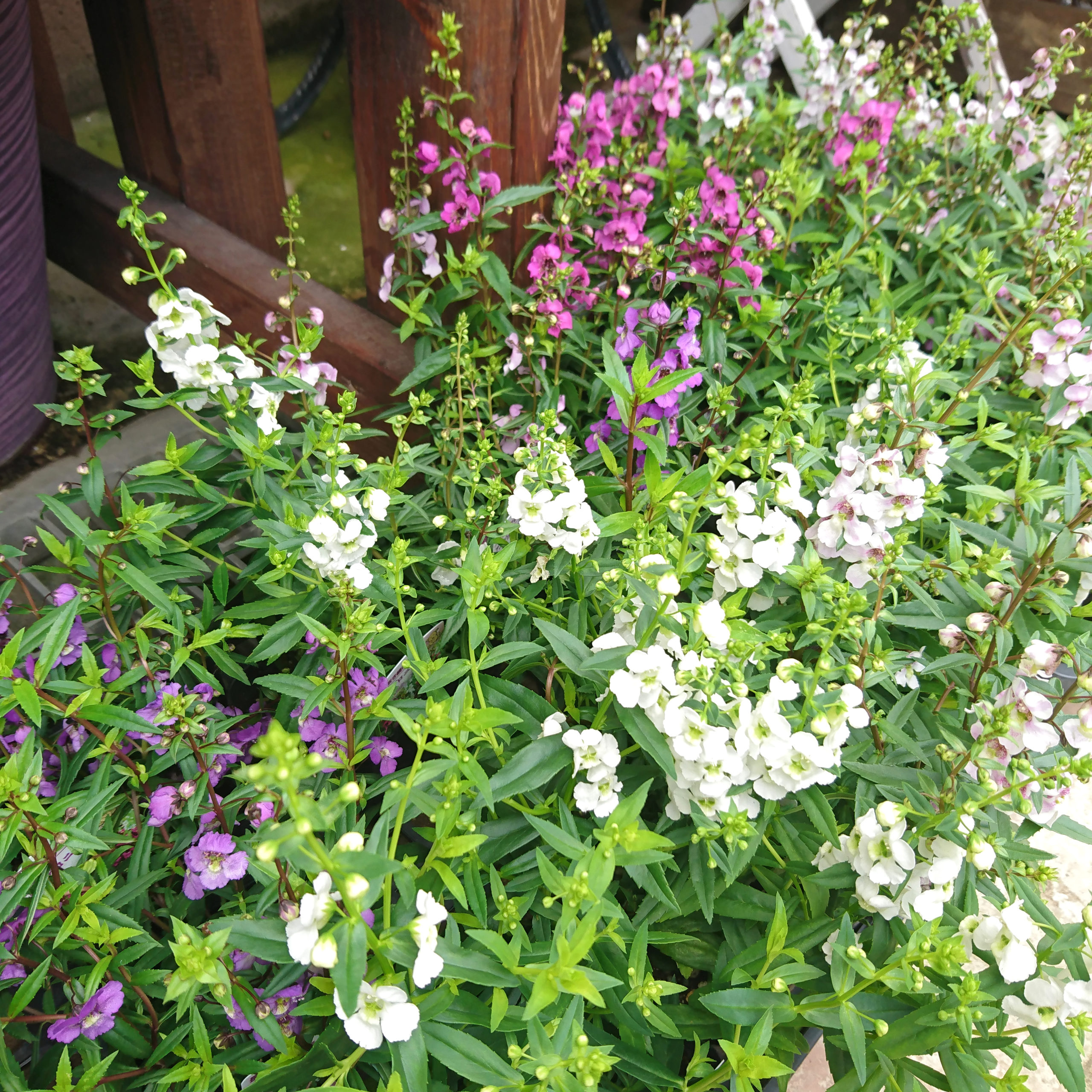 小さくカラフルな花のアンゲロニア 福井のフラワーショップ 開花園