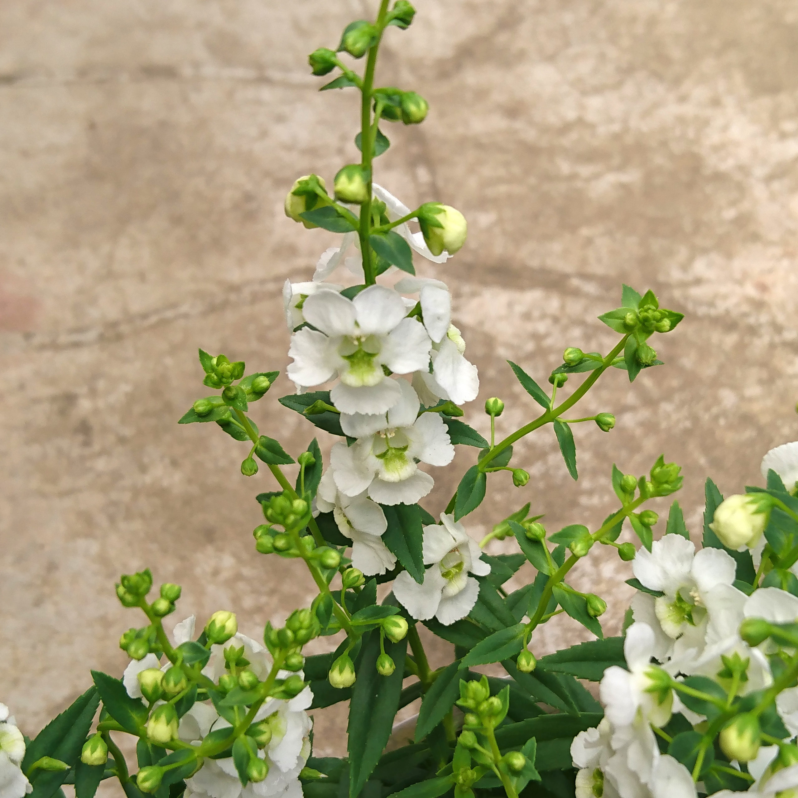 小さくカラフルな花のアンゲロニア 福井のフラワーショップ 開花園