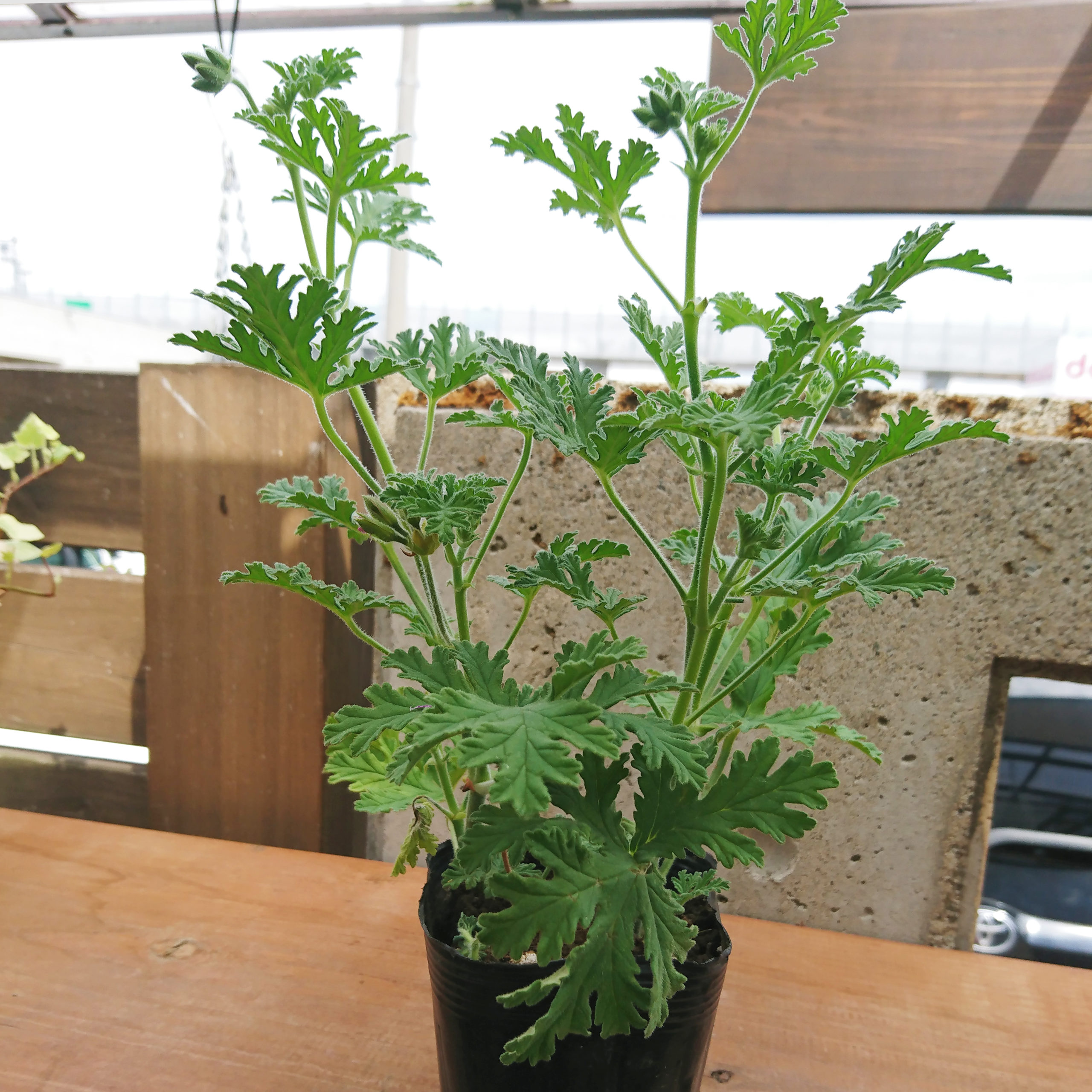 可愛らしい花をつける ハーブゼラニウム 福井のフラワーショップ 開花園