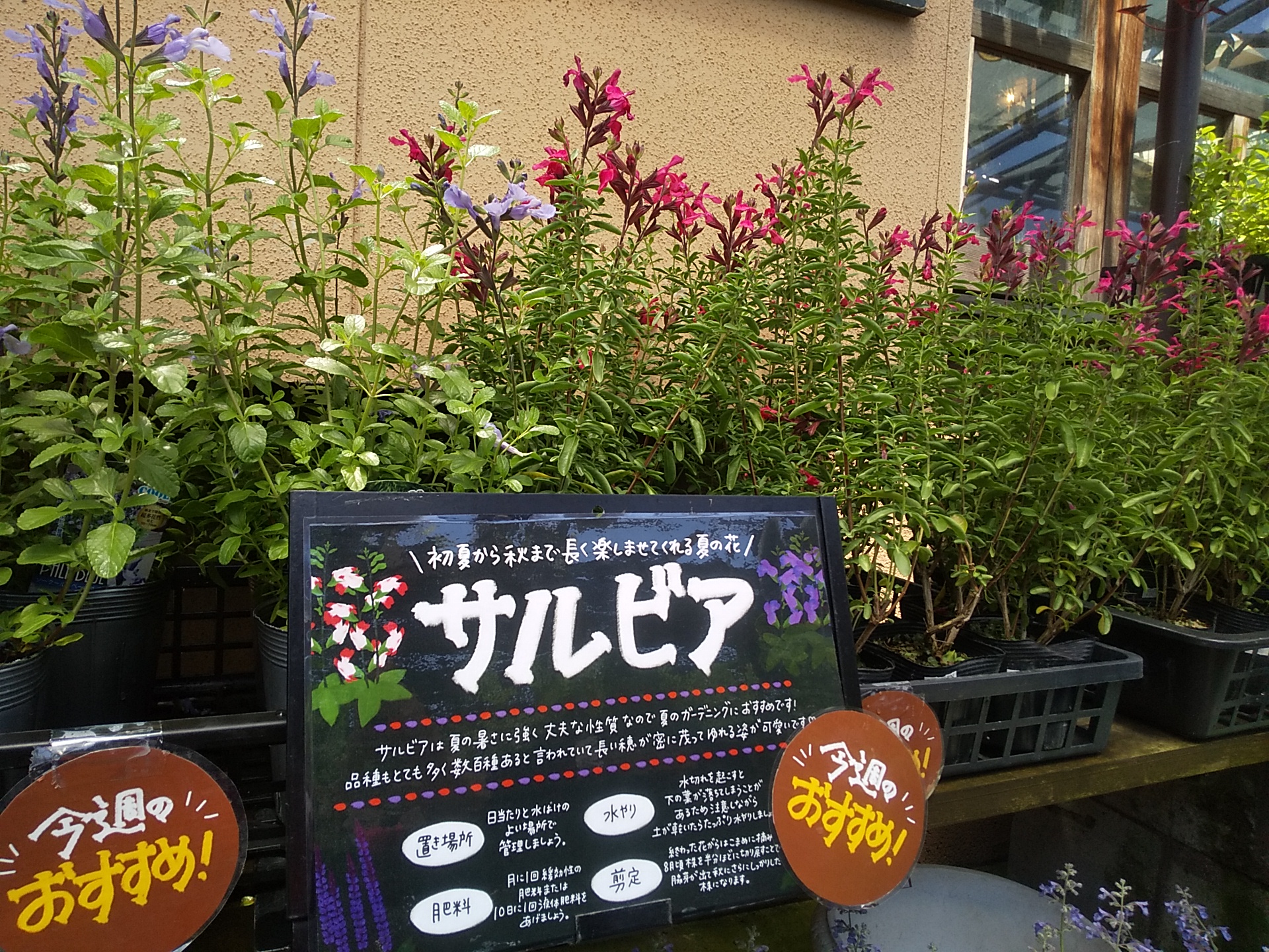 本店 チェリーセージ がオススメです 福井のフラワーショップ 開花園