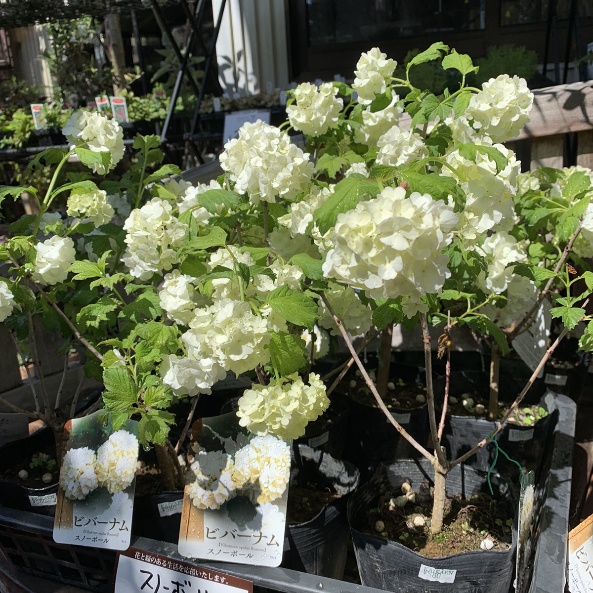 白にこだわりたい スノーボール 福井のフラワーショップ 開花園