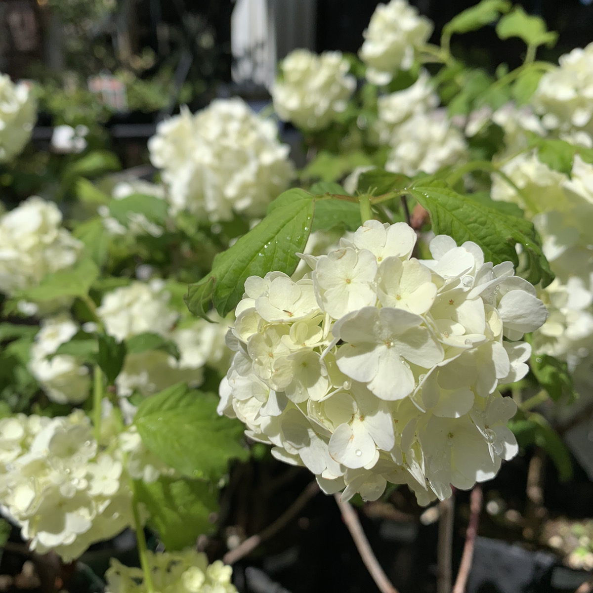 白にこだわりたい スノーボール 福井のフラワーショップ 開花園