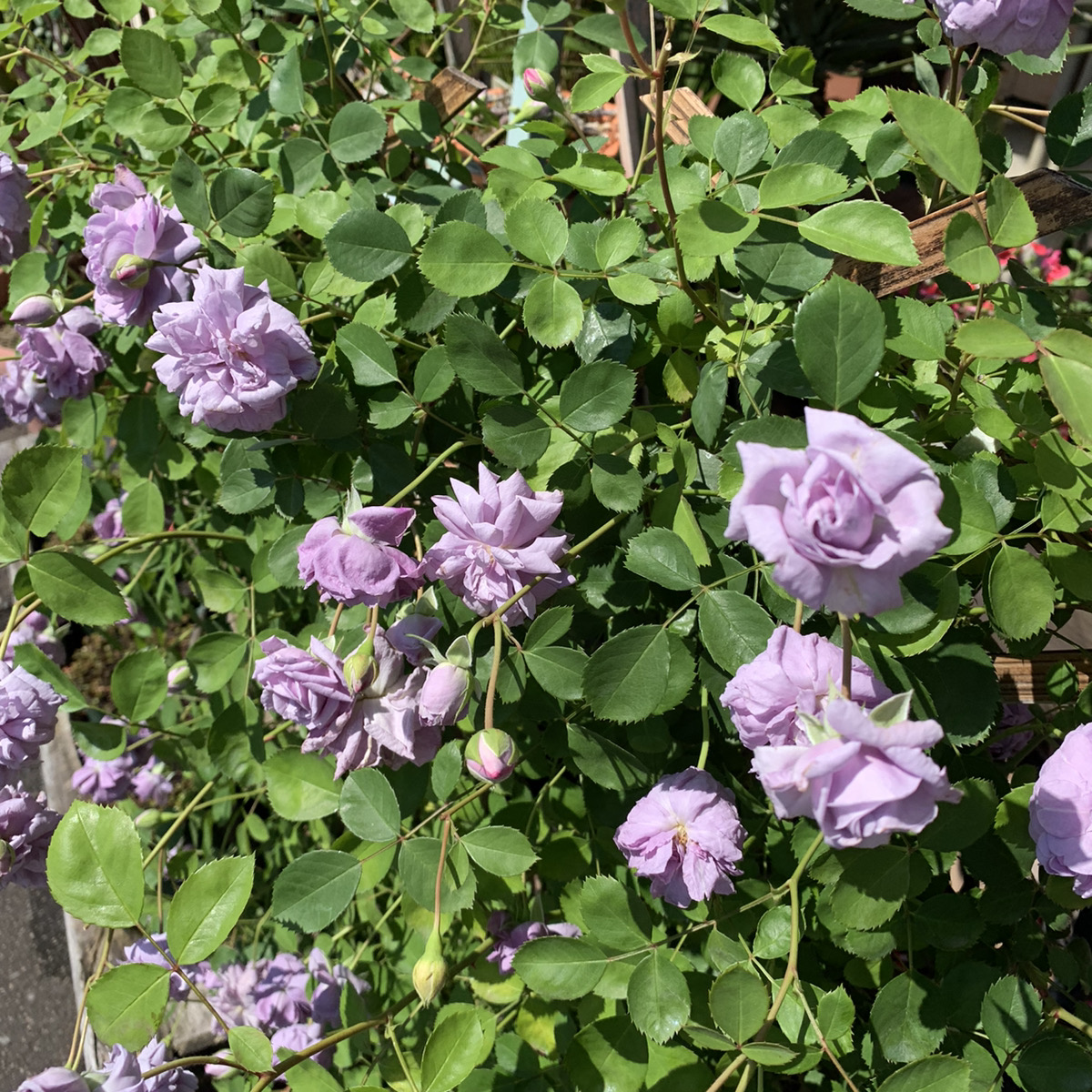 淡い紫がエレガントなバラ レイニーブルー – 福井のフラワーショップ「開花園」