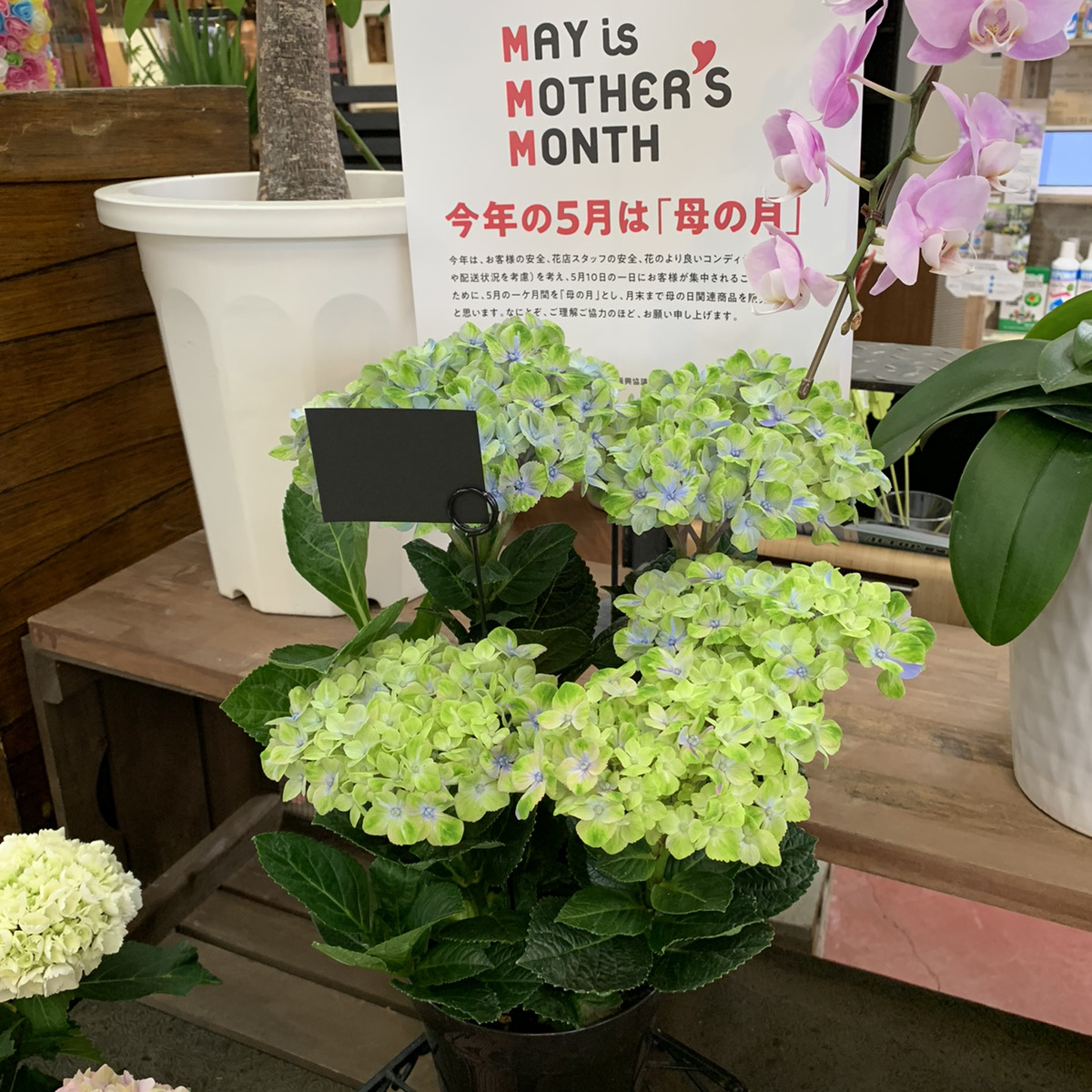 グリーンの紫陽花 ハイドランジア マジカルコーラル 福井のフラワーショップ 開花園