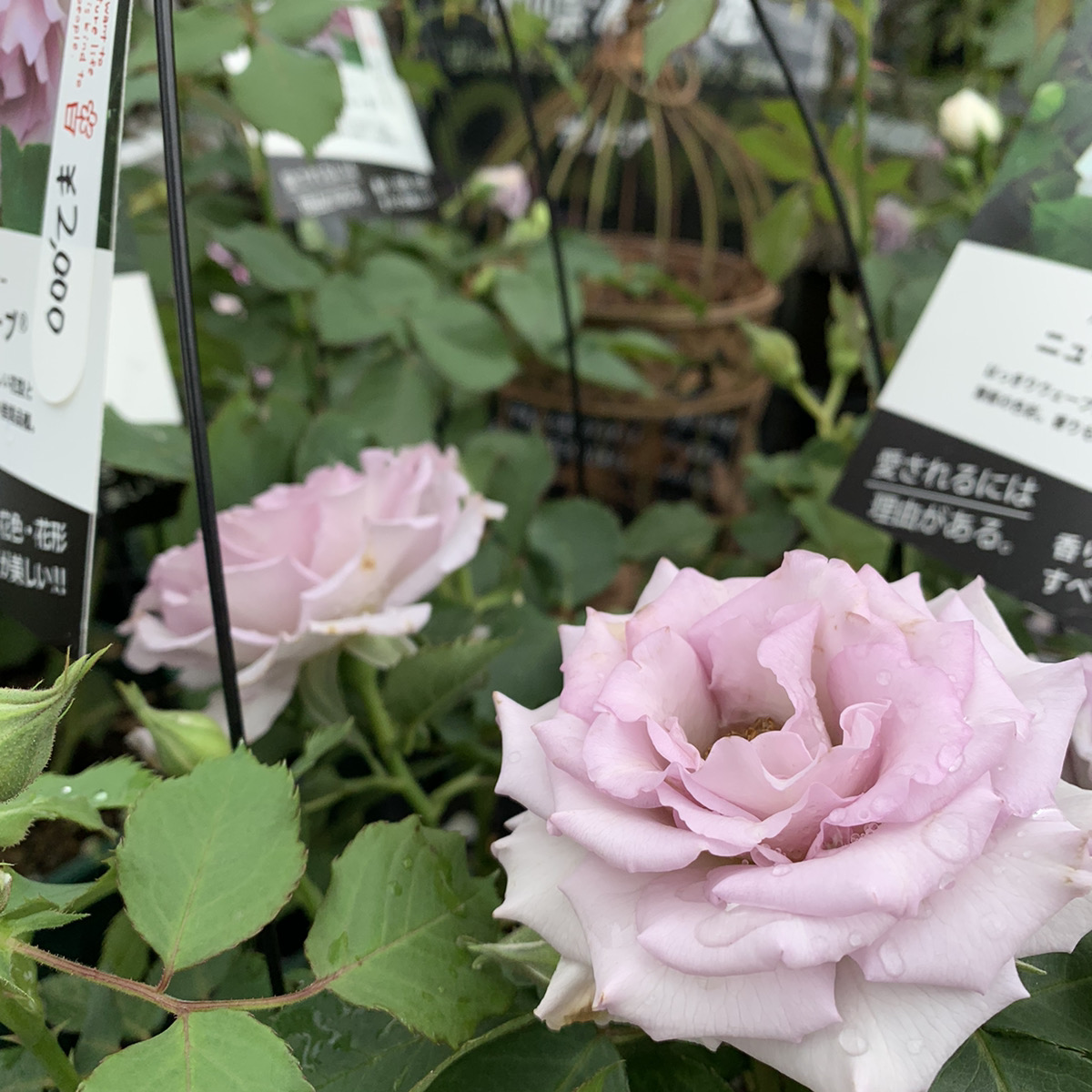 薄紫が上品なバラ ニューウェーブ 福井のフラワーショップ 開花園
