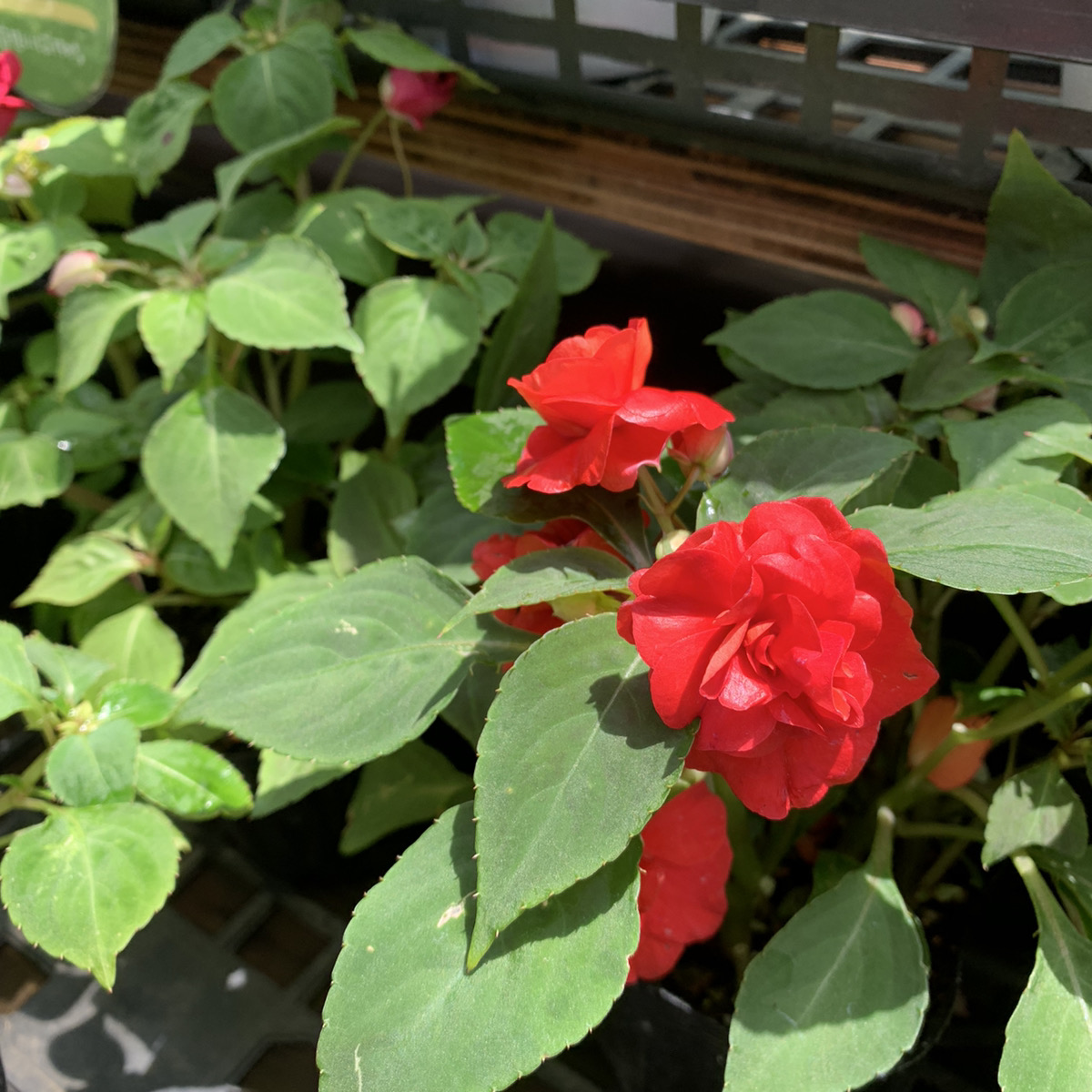 暑さに強い夏の花 インパチェンス Wインパチェンスmix 福井のフラワーショップ 開花園
