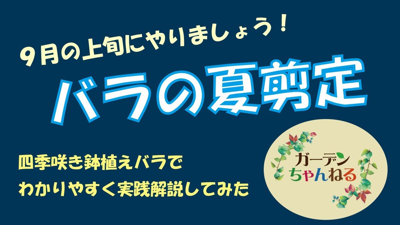 四季咲きのバラで夏剪定を解説 福井のフラワーショップ 開花園