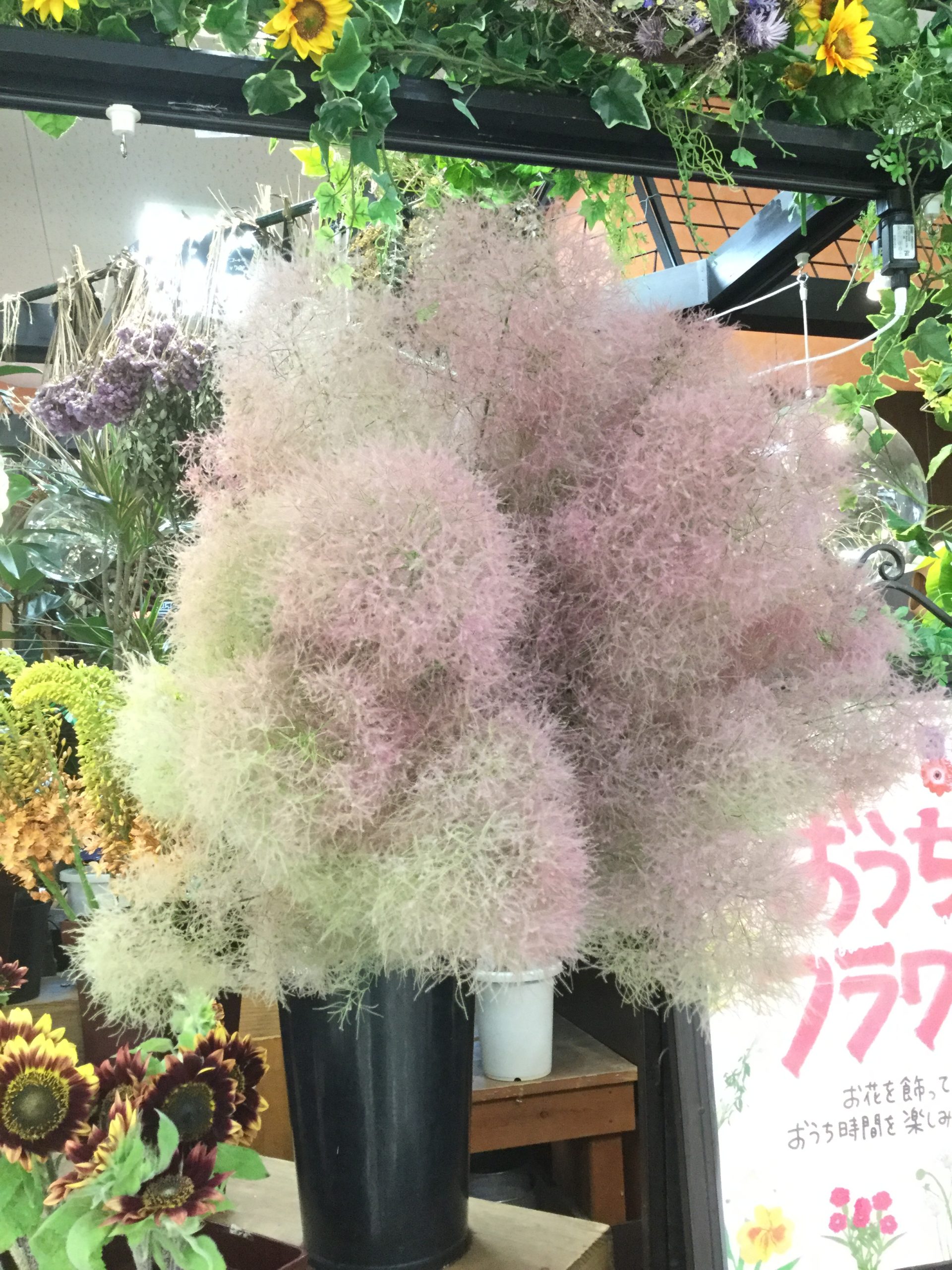 【大人気】優しくてナチュラルな雰囲気 スモークツリー – 福井のフラワーショップ「開花園」