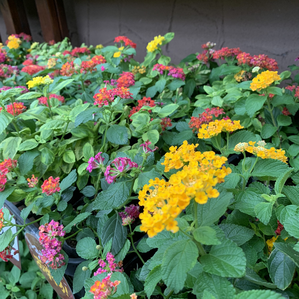 夏の花壇に ミニランタナ 福井のフラワーショップ 開花園