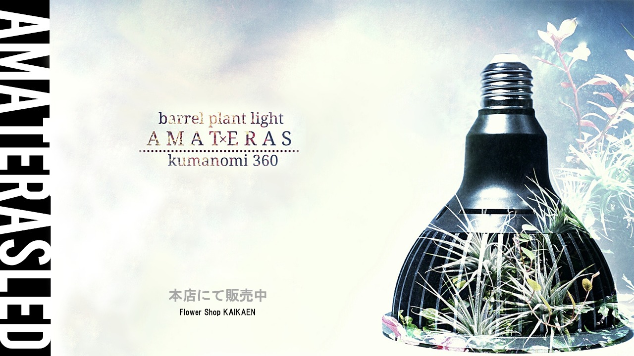 大人気商品 AMATERAS LED が再入荷しました！ – 福井のフラワー