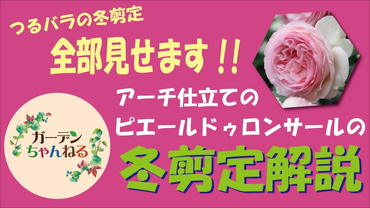 つるバラの冬剪定と誘引 ピエールドゥロンサールをアーチ仕立てにする 福井のフラワーショップ 開花園
