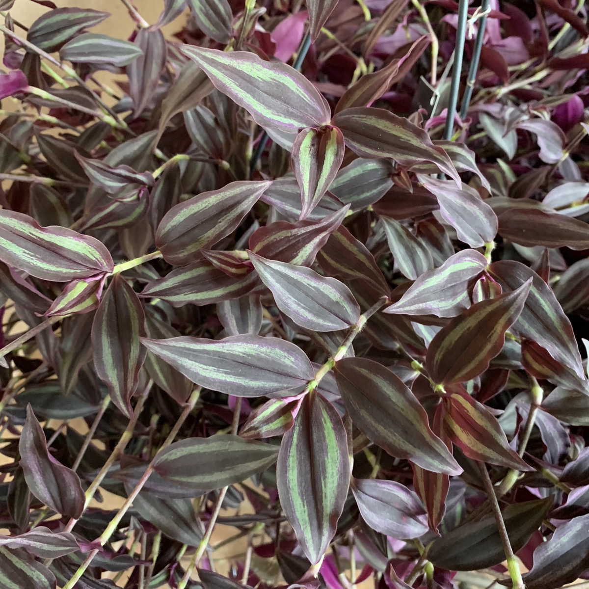 紫の葉が美しい トラデスカンティア パープル 福井のフラワーショップ 開花園