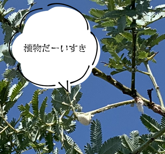 厄介な虫 カイガラムシ 福井のフラワーショップ 開花園