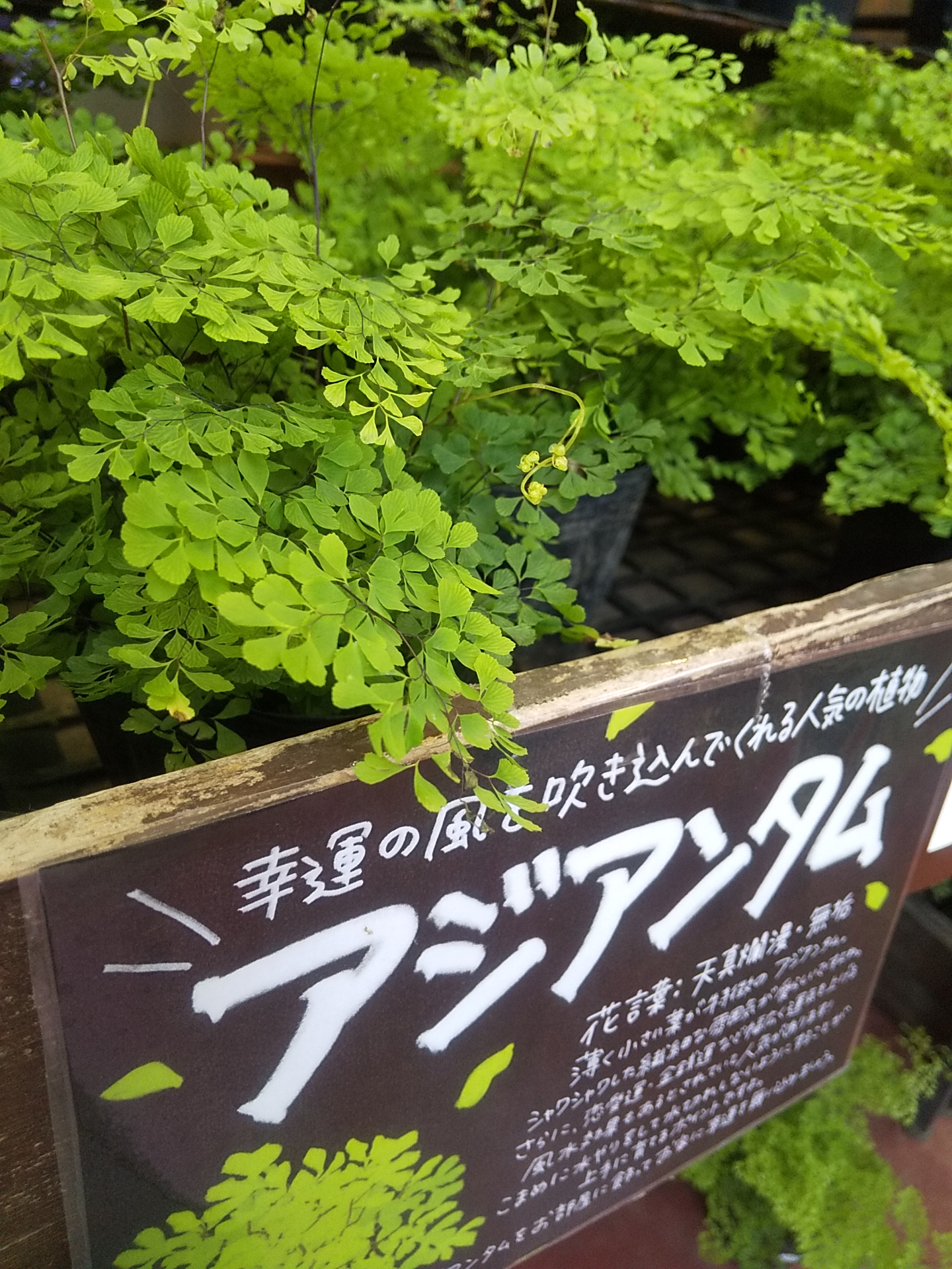 本店 シノブシダやアジアンタムなどの涼しげな植物入りました 福井のフラワーショップ 開花園