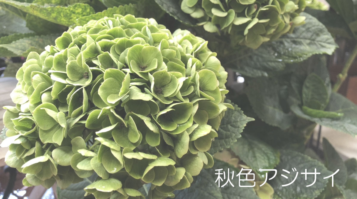 アンティークなムード 秋色アジサイ 福井のフラワーショップ 開花園