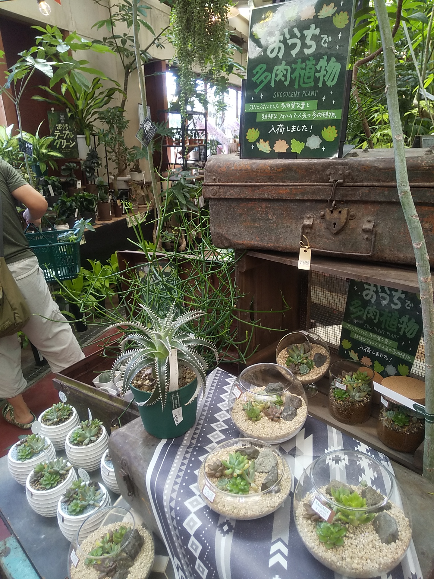 本店 多肉植物フェアーやってま…