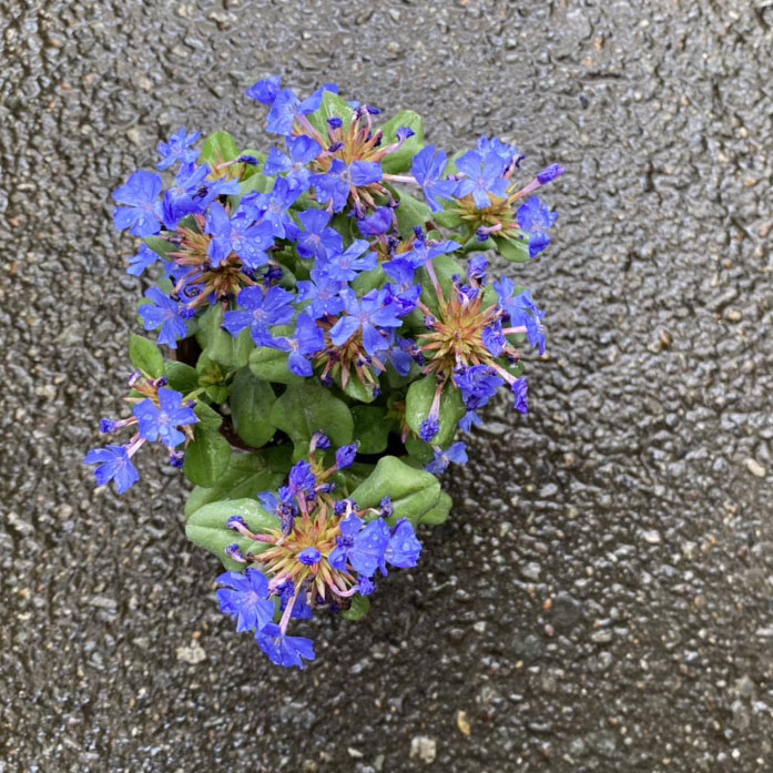 青い花のグランドカバー ルリマツリモドキ ブルーサファイア 福井のフラワーショップ 開花園