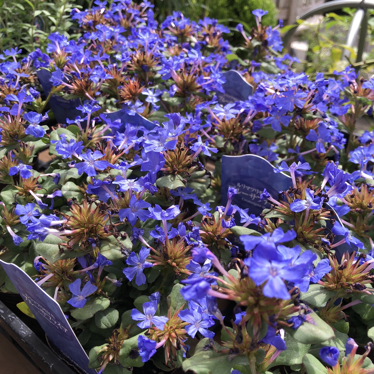 青い花のグランドカバー ルリマツリモドキ ブルーサファイア 福井のフラワーショップ 開花園