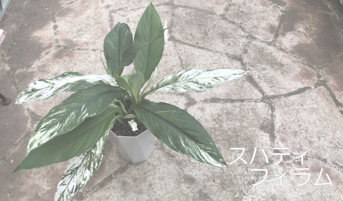 格安人気 スパティフィラム 6号鉢 メリー 夏の花 白花 涼しげ 観葉植物 日陰のお庭にも 2614