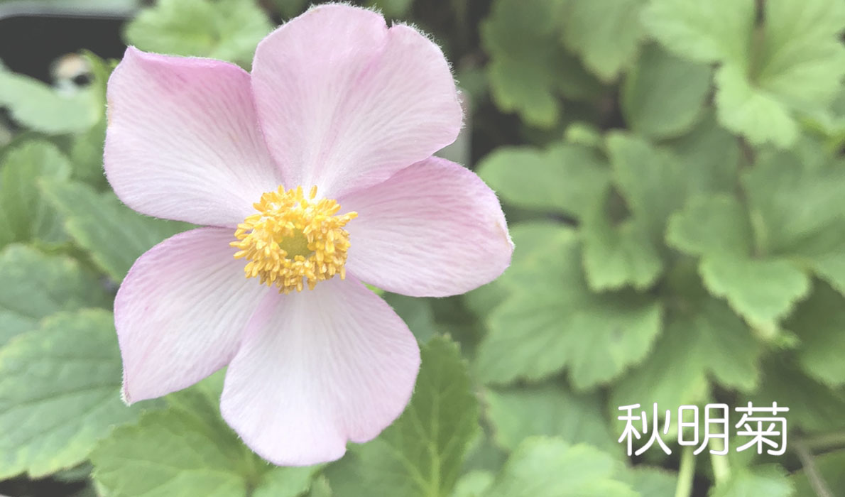 一枝でも見栄えバツグン 秋明菊 福井のフラワーショップ 開花園