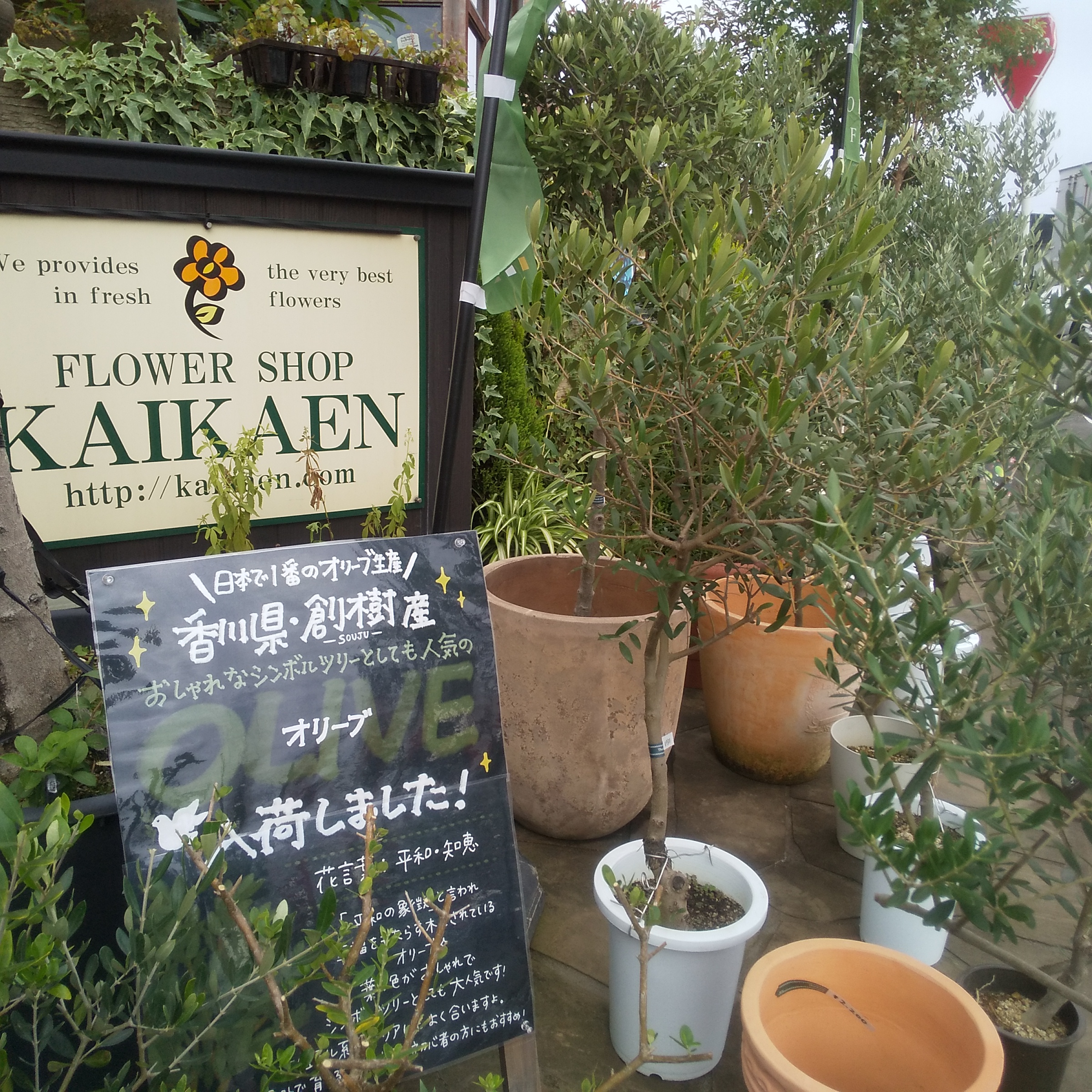 本店 創樹産のオリーブが入荷しました 福井のフラワーショップ 開花園
