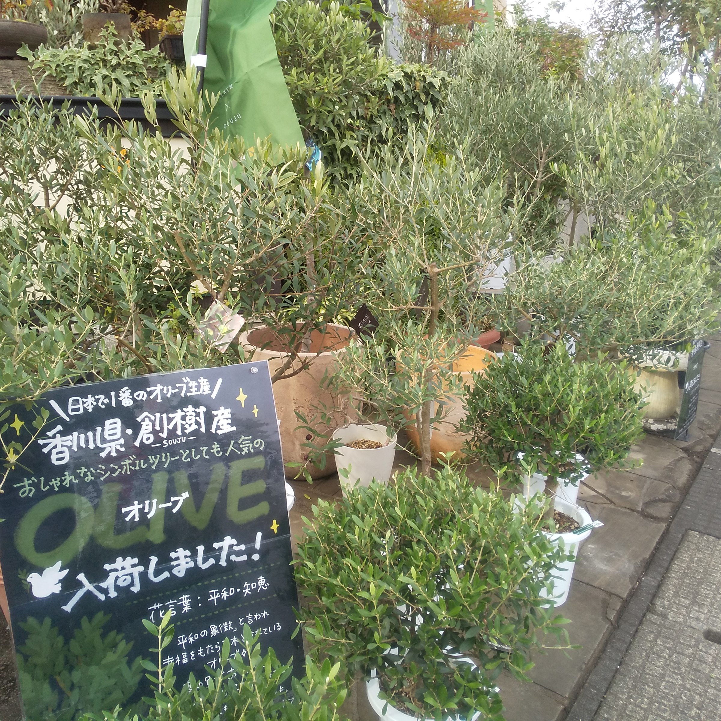 本店 人気につきオリーブ再入荷…