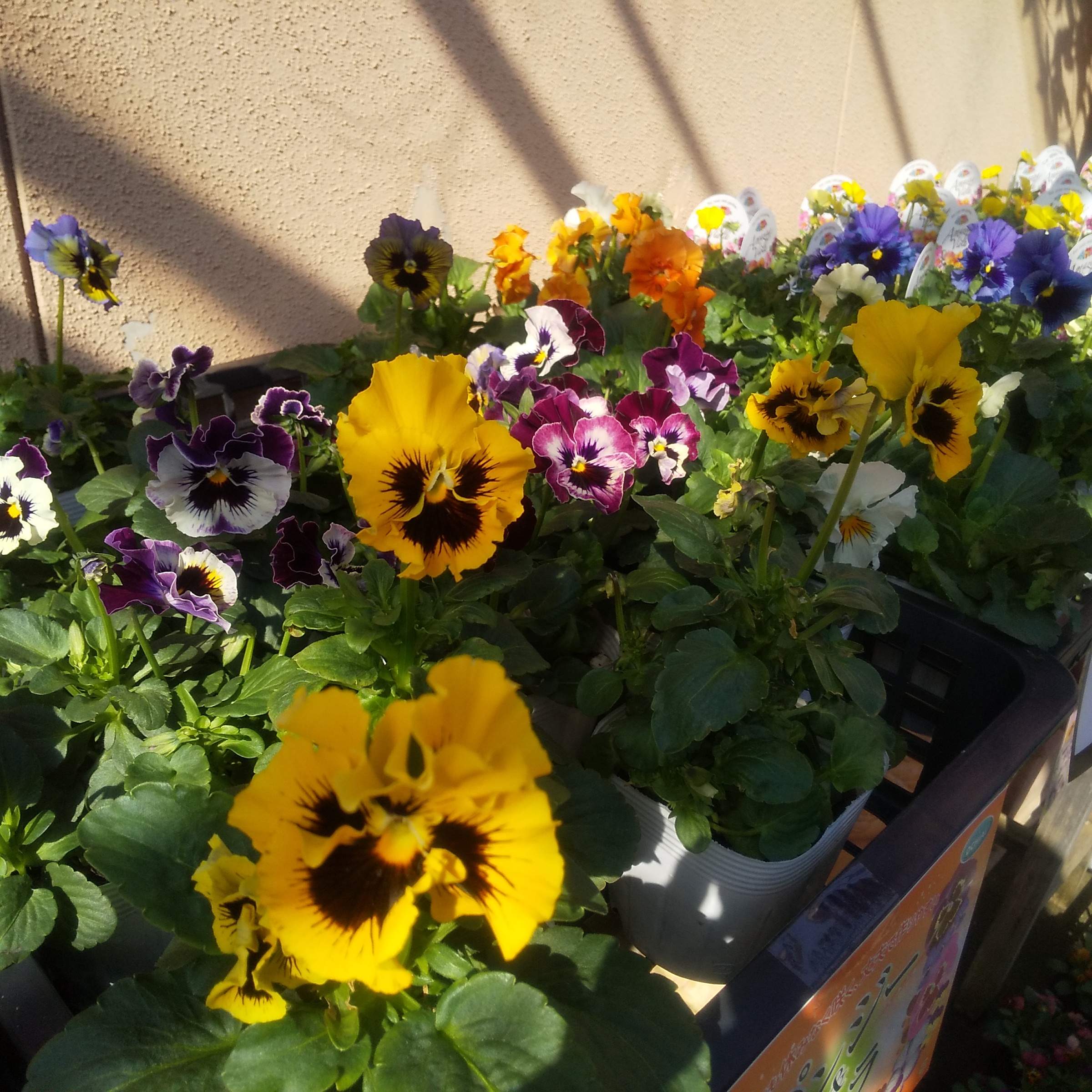 本店 フリルパンジーやくすみカラーの花苗各種入荷しました 福井のフラワーショップ 開花園
